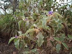 Image of Solanum falciforme Farruggia