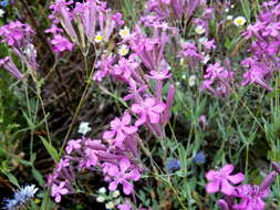 Atocion armeria var. lituanicum (Zapal.) Niketic & Stevan. resmi