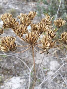 صورة Annesorhiza macrocarpa Eckl. & Zeyh.