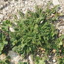 Image of Astragalus hamosus L.