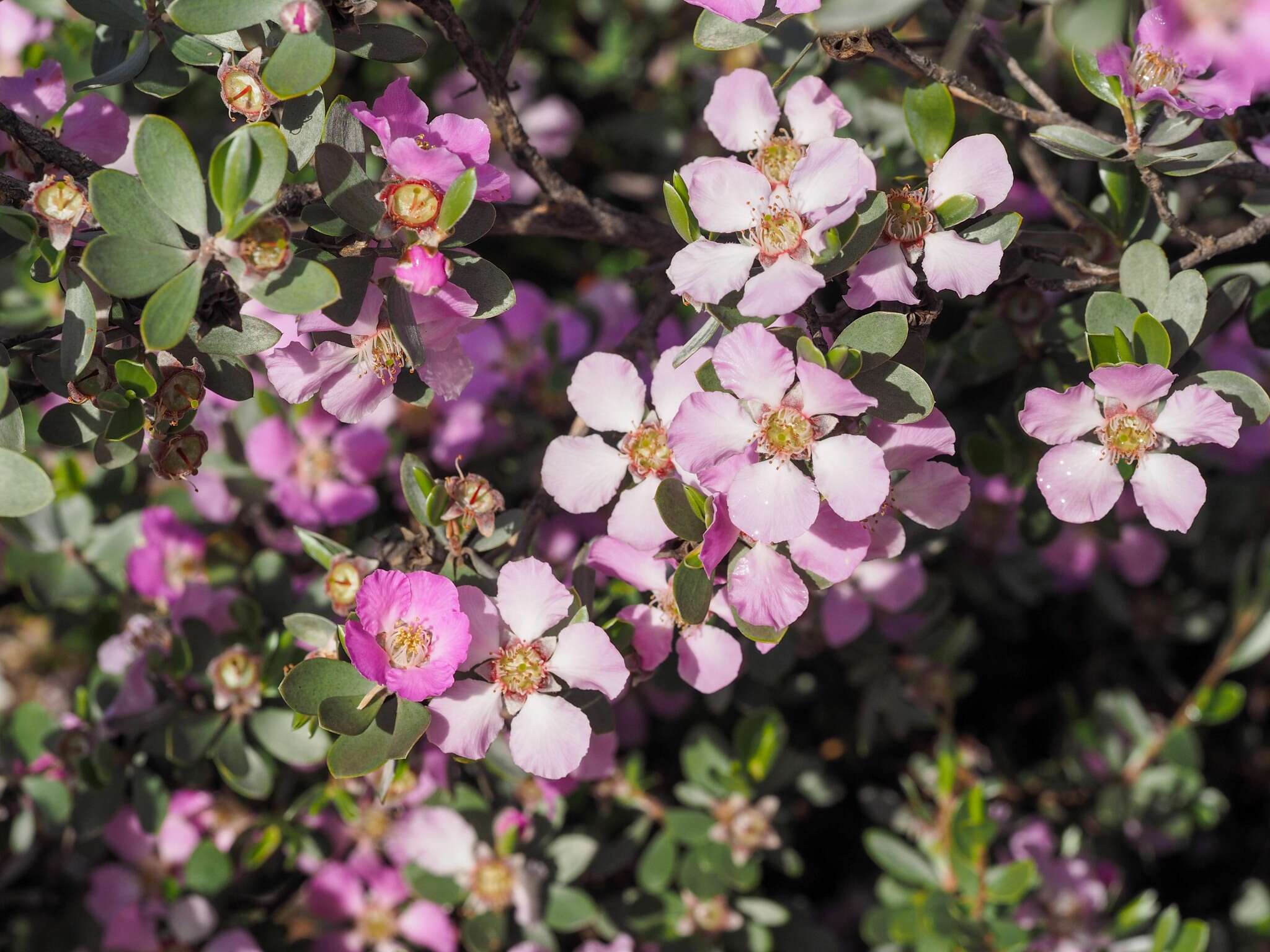 Sivun Leptospermum sericeum Labill. kuva