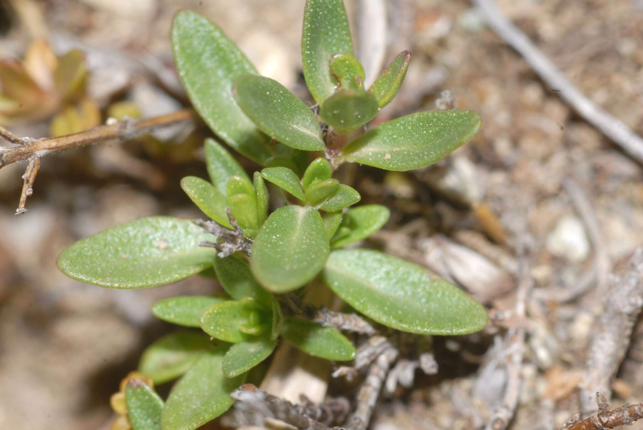 Thymus longicaulis C. Presl resmi