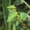 Image of Begonia ferruginea L. fil.