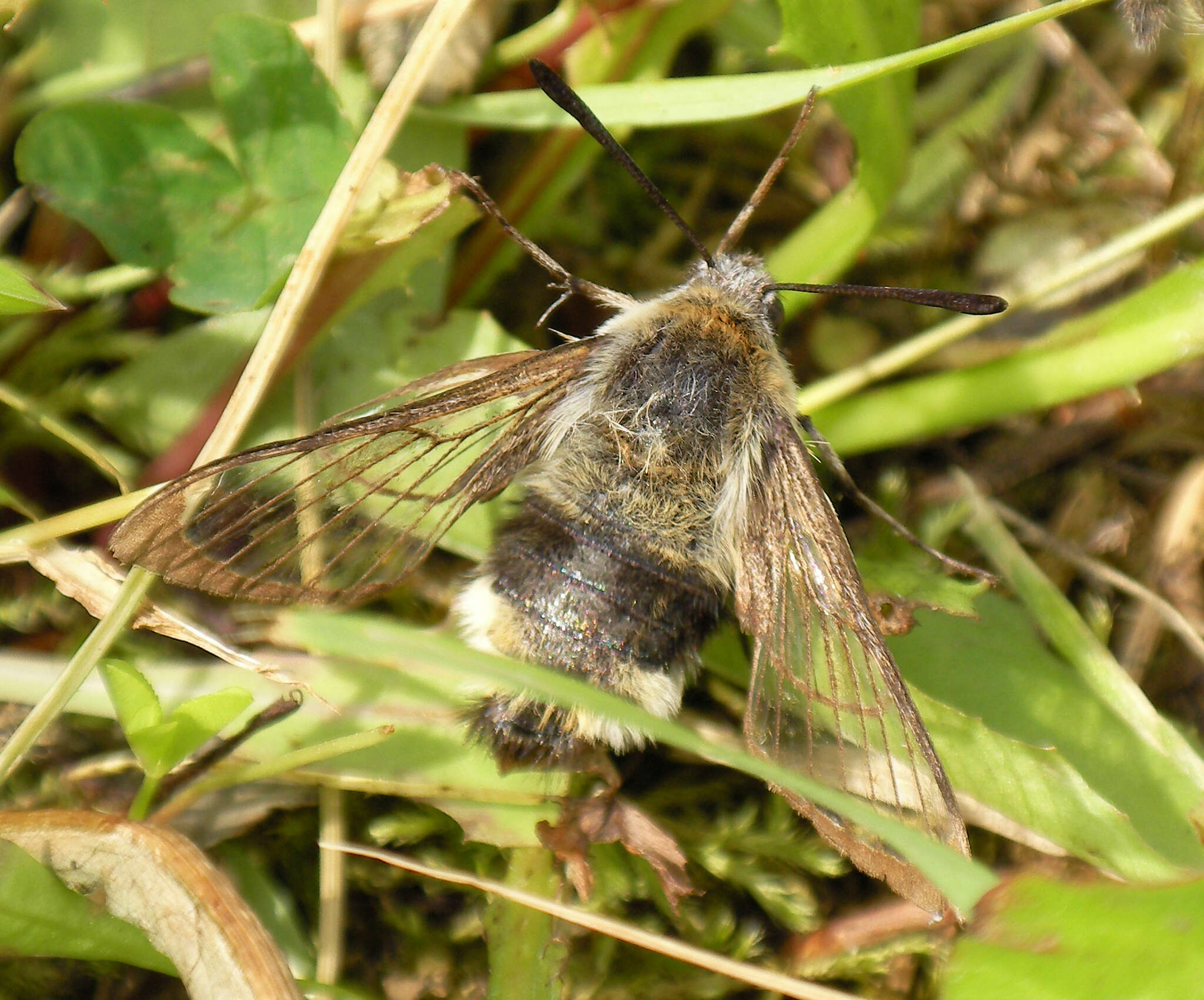 Imagem de Hemaris tityus (Linnaeus 1758)