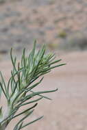 Image of Cooper's rubberweed