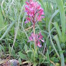 Image of Anacamptis papilionacea (L.) R. M. Bateman, Pridgeon & M. W. Chase