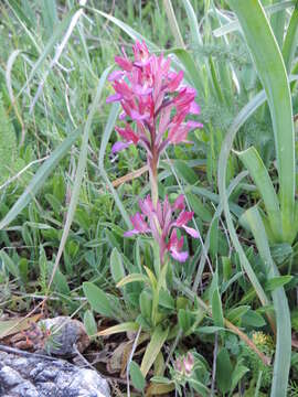 Image of Anacamptis papilionacea (L.) R. M. Bateman, Pridgeon & M. W. Chase