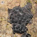 Annulohypoxylon hians (Berk. & Cooke) Y. M. Ju, J. D. Rogers & H. M. Hsieh 2005 resmi