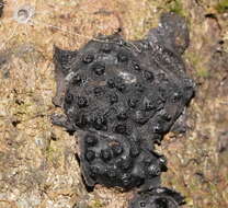 Annulohypoxylon hians (Berk. & Cooke) Y. M. Ju, J. D. Rogers & H. M. Hsieh 2005 resmi