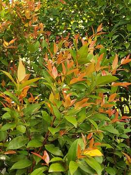 Image of Syzygium myrtifolium Walp.