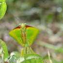 Image of Columbian shield mantis