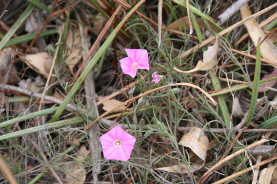 Image of Convolvulus angustissimus R. Br.