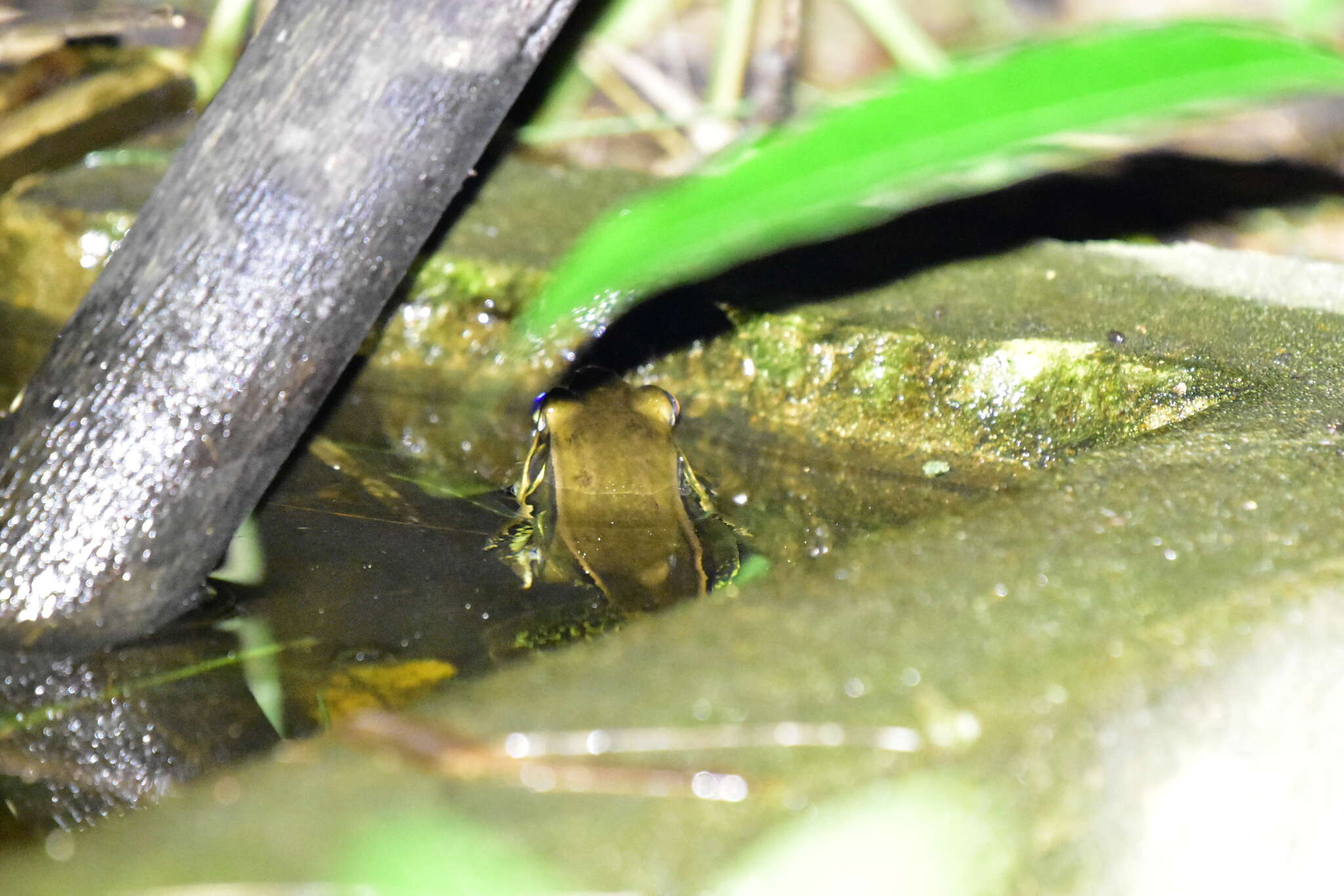 Image of Guenther's Amoy Frog