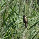 Acrocephalus australis australis (Gould 1838)的圖片