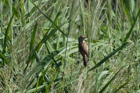 Acrocephalus australis australis (Gould 1838)的圖片