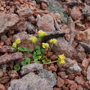 Chrysosplenium wrightii subsp. saxatile (Khokhr.) V. N. Voroshilov的圖片