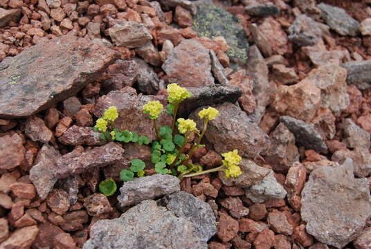 Слика од Chrysosplenium wrightii subsp. saxatile (Khokhr.) V. N. Voroshilov