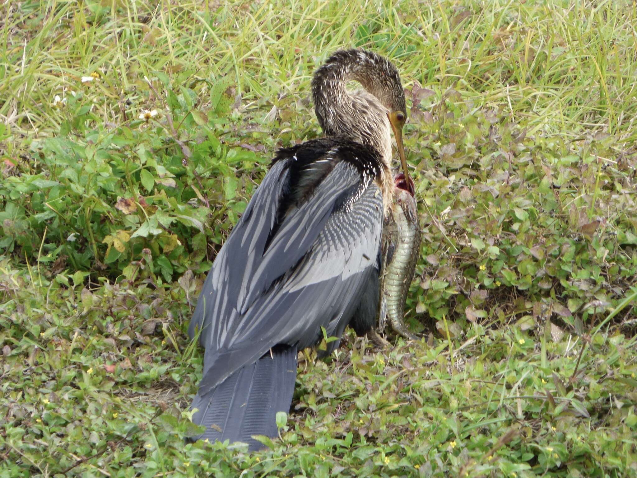 Plancia ëd Anhinga anhinga leucogaster (Vieillot 1816)