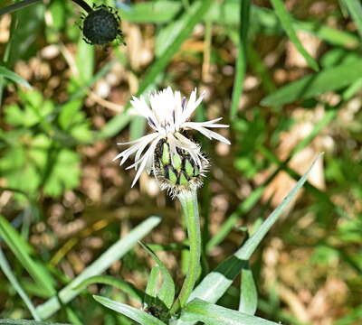 Image of Centaurea napulifera Rochel