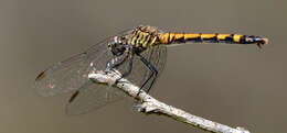 Image of Seaside Dragonlet