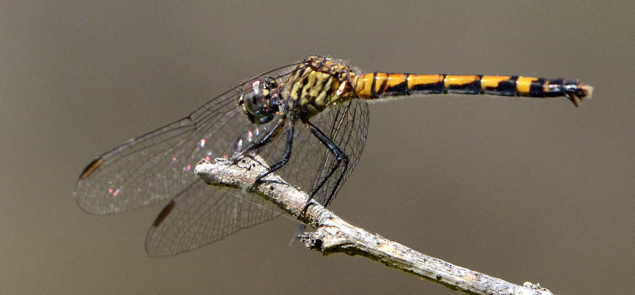 Image of Seaside Dragonlet