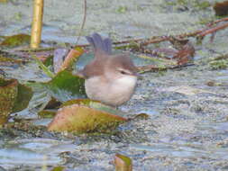 Imagem de Acrocephalus gracilirostris gracilirostris (Hartlaub 1864)