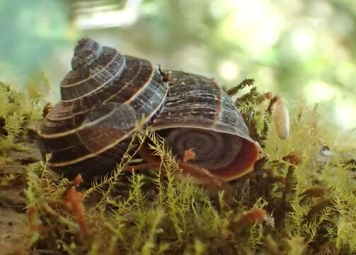 صورة Tropidophora deliciosa (G. B. Sowerby I 1850)