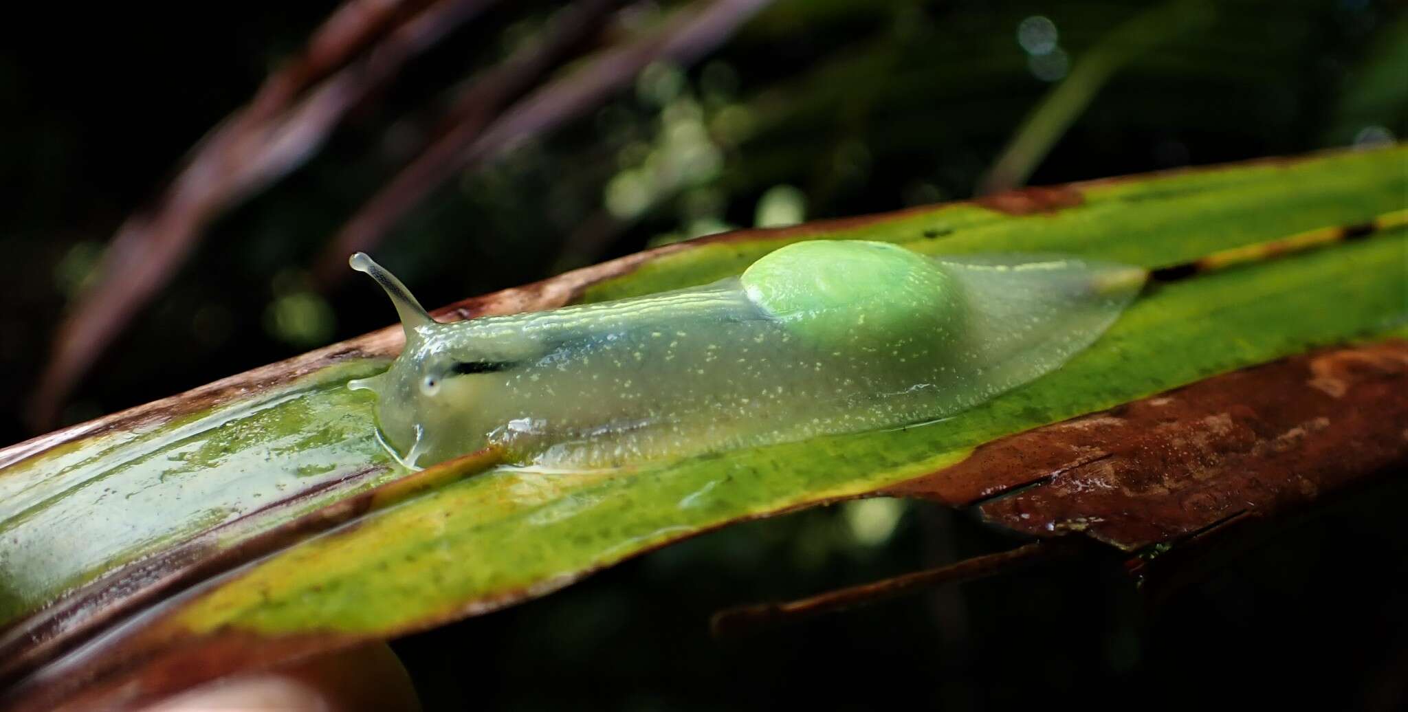 Imagem de <i>Gaeotis nigrolineata</i>