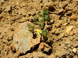 Image of Chaetanthera euphrasioides (DC.) Fr. Meigen