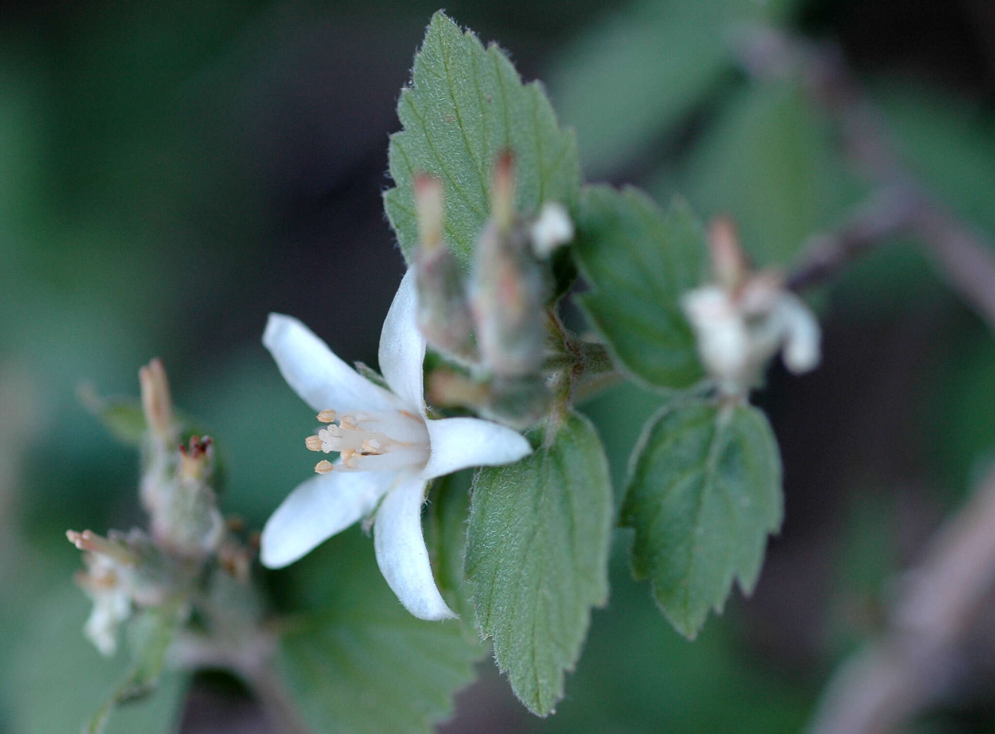 Image of fivepetal cliffbush