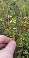 Image of Euphrasia pectinata Ten.