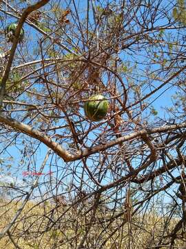 Image of figleaf gourd