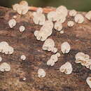 Marasmius alveolaris Cleland 1927 resmi