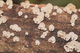 Image of Marasmius alveolaris Cleland 1927