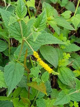 Image de Abatia stellata Lillo