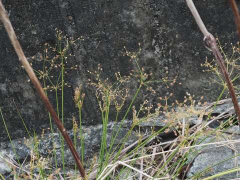 Image of Grass-Like Fimbristylis