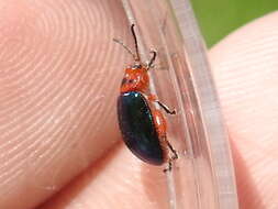 Image of flea beetle