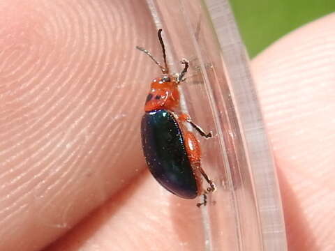 Image of flea beetle