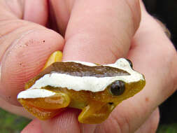 Image of Fornasini's Spiny Reed Frog