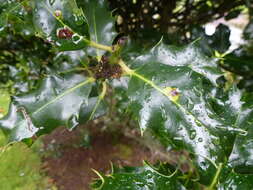 Image of European Holly Leafminer