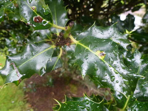 Image of European Holly Leafminer