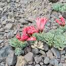 Image of Alstroemeria spathulata C. Presl