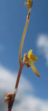 Image of Utricularia firmula Welw. ex Oliv.