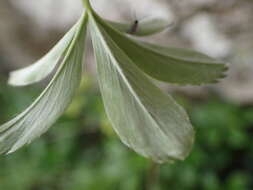 Image of Alchemilla saxatilis Buser