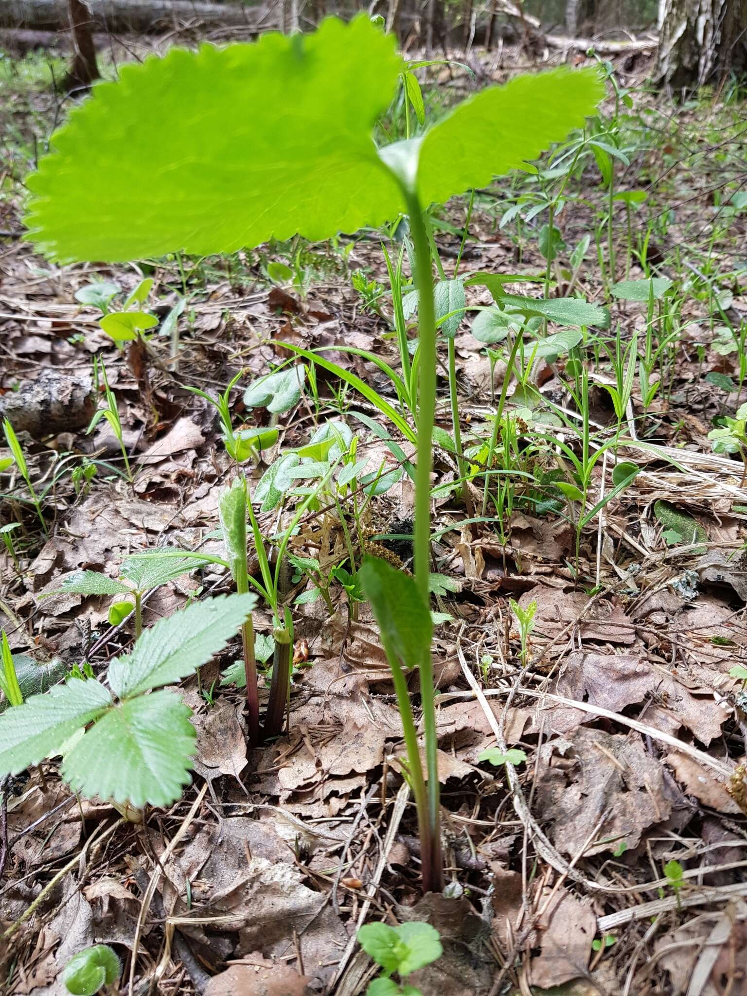 Image de Ranunculus cassubicus L.