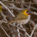 Image of Cuban Grassquit