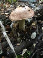 Image of Cortinarius alboroseus (R. Heim) Peintner, E. Horak, M. M. Moser & Vilgalys 2002