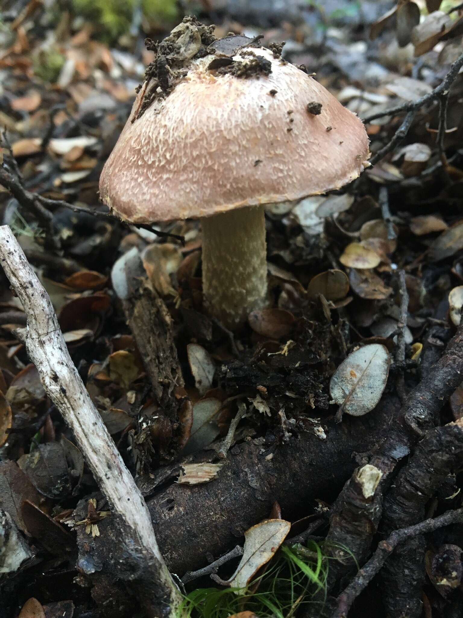 Image of Cortinarius alboroseus (R. Heim) Peintner, E. Horak, M. M. Moser & Vilgalys 2002