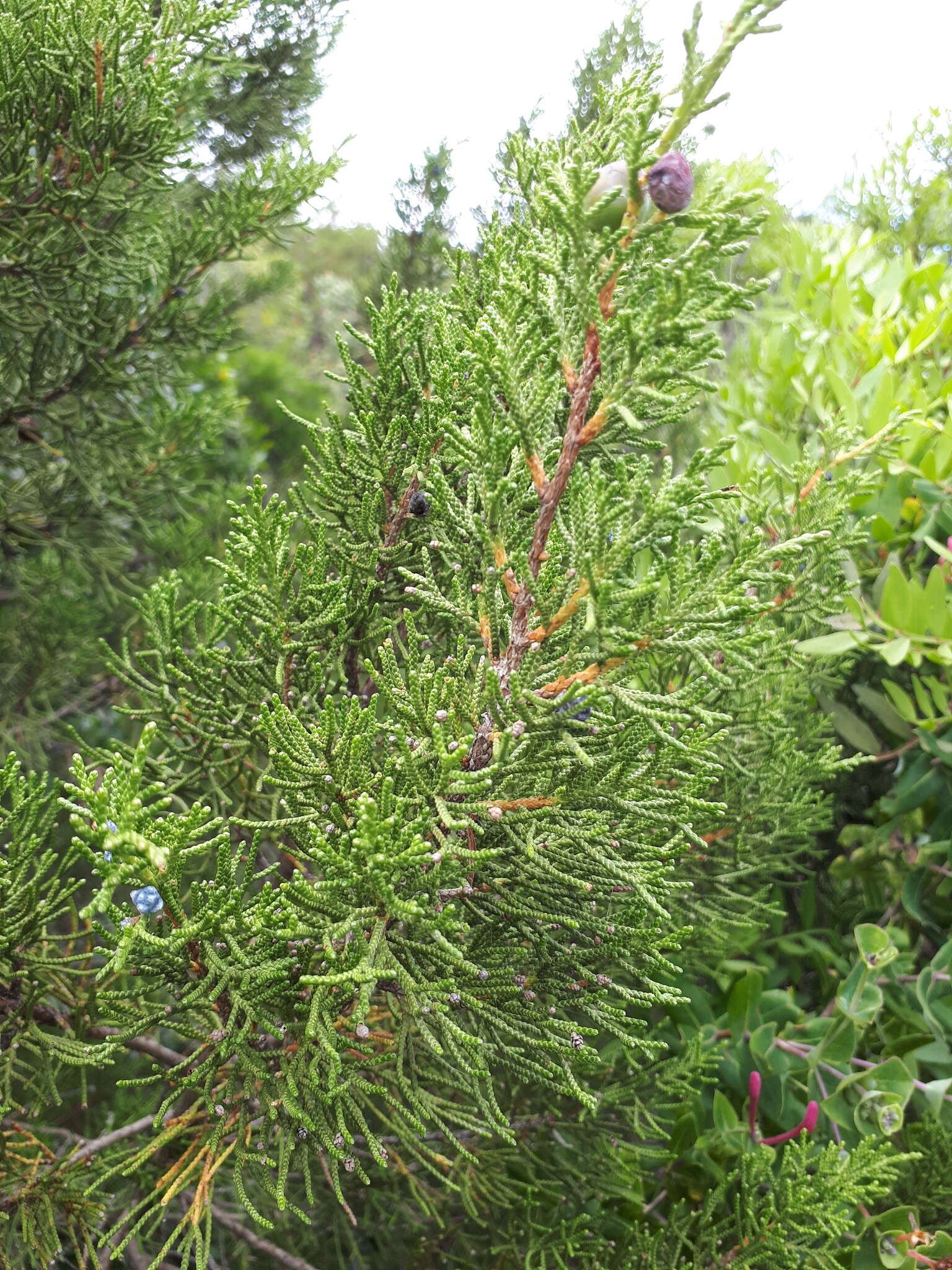 Juniperus phoenicea subsp. turbinata (Guss.) Nyman的圖片