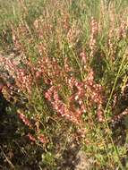 Rumex roseus L. resmi